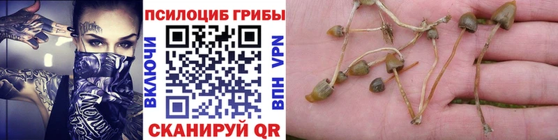 Псилоцибиновые грибы мицелий  купить наркотик  Котлас 